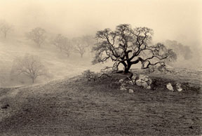 California Oak, a gelatin silver, black and white photograph by Paul Kozal