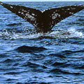 Gray whale flipping its flukes