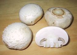 Champignon Mushroom