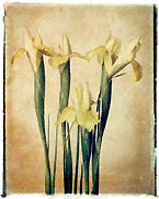 Barbara Smith White Irises