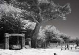 Tom Eckles, infrared cemetery