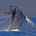 Whale photo, by Siegfried Matull