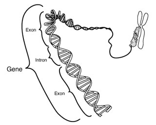 DNA: gene