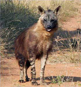 Brown Hyena (South Africa) - photo by the Talsos