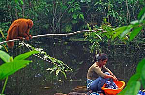 Red-faced Monkey Watching Washing (Iquitos, Peru) - photo by Richard Skidmore