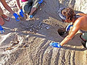 Earthwatch Team Evacuates a Leatherback Turtle Nest (Playa Grande, Costa Rica) - photo by Richard Skidmore