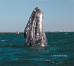 Gray whale, spyhopping