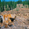 Clearcut logging