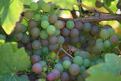 Grapes, photo credit: Linda Morley-Wells