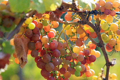 Grapes, photo credit: Linda Morley-Wells