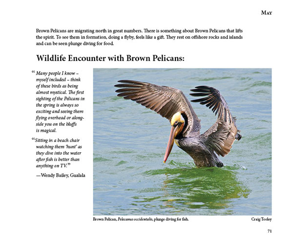 Mendonoma Sightings, Brown Pelican