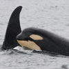 Resident Orca Pods