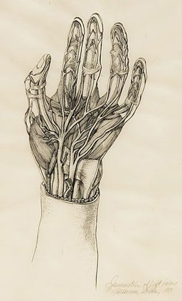 Hand anatomy, by Genevieve Wilson