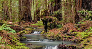 Montgomery Woods, photo by Scott Chieffo, Dolphin Gallery exhibit, July 2013