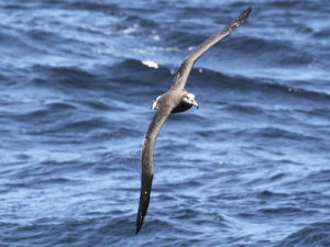 Photos from the June 2010 ACCESS cruise conducted onboard the R/V Fulmar from June 26-30. Cruise number 2010_03